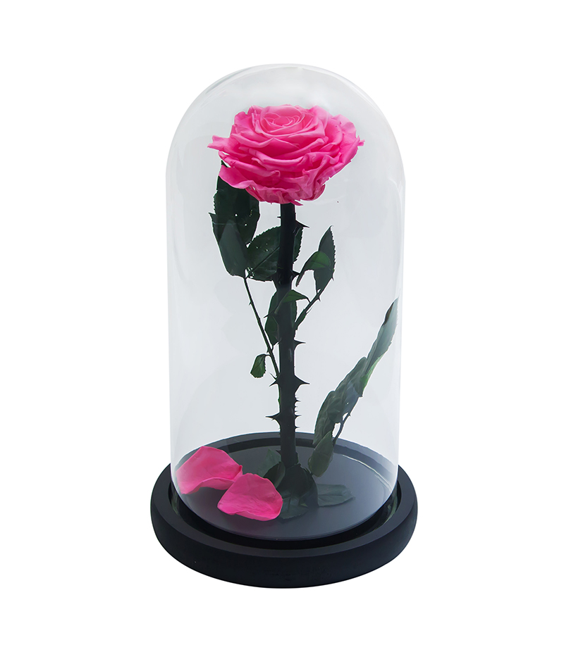 Long lasting rose 27 cm 4